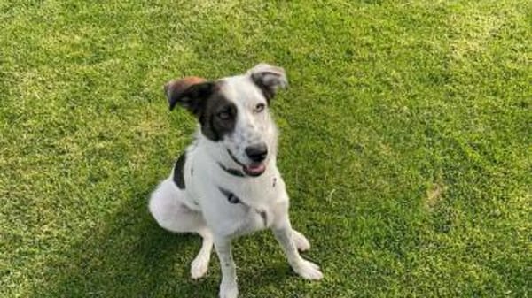 Lotti sucht ihr Zuhause