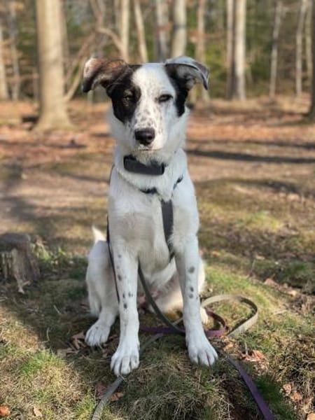 Lotti sucht ihr Zuhause