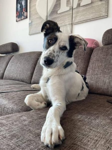 Lotti sucht ihr Zuhause