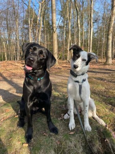 Lotti sucht ihr Zuhause