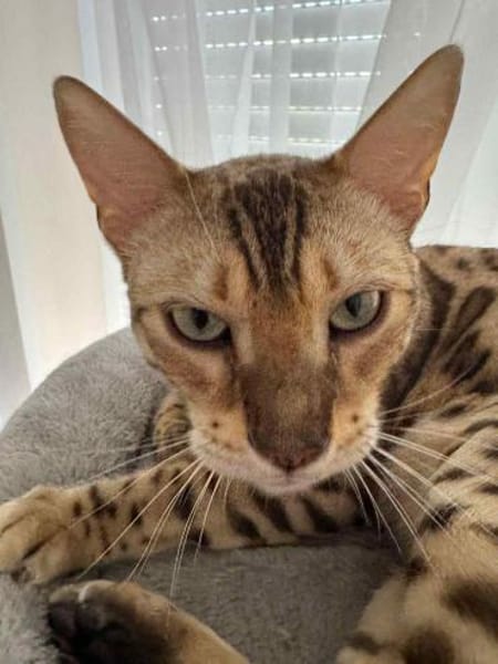 Hübscher Taiga sucht neues Zuhause