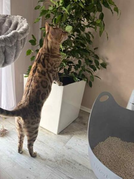 Hübscher Taiga sucht neues Zuhause