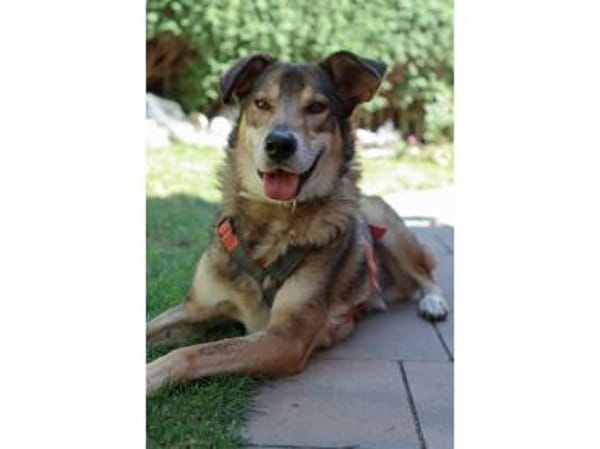 Devis  wartet in 96369 Weißenbrunn