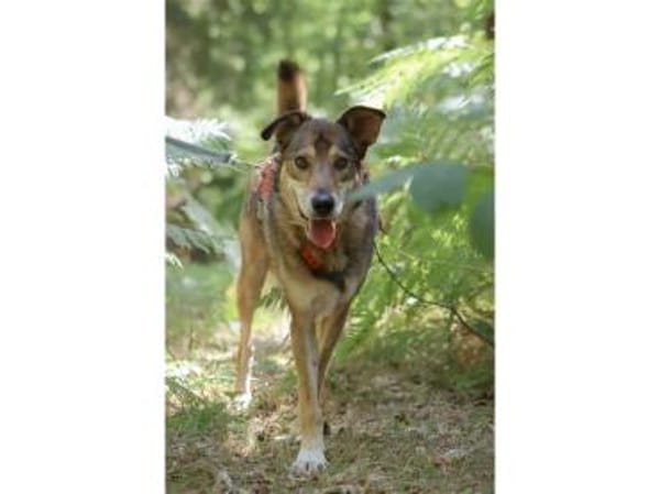 Devis  wartet in 96369 Weißenbrunn