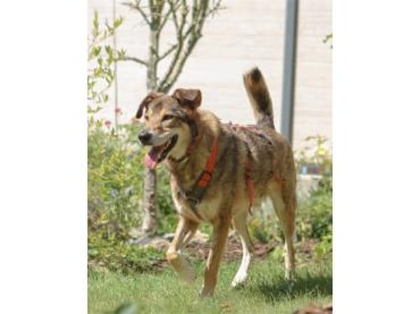 Devis  wartet in 96369 Weißenbrunn