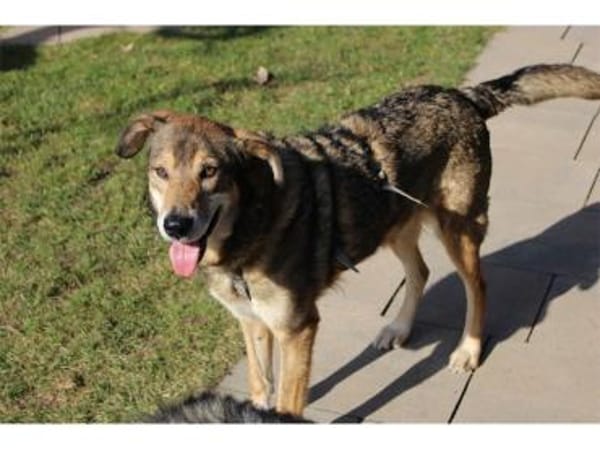 Devis  wartet in 96369 Weißenbrunn