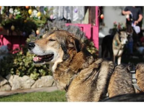 Devis  wartet in 96369 Weißenbrunn