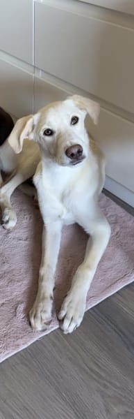 🦴✨Großer Luke sucht ein Zuhause✨🦴