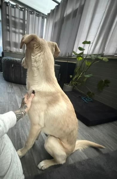 🦴✨Großer Luke sucht ein Zuhause✨🦴