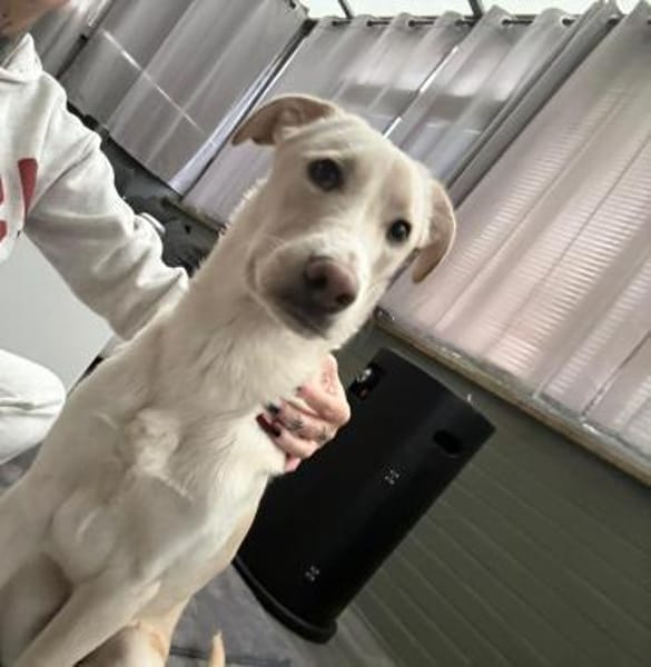 🦴✨Großer Luke sucht ein Zuhause✨🦴