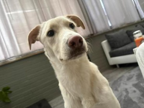 🦴✨Großer Luke sucht ein Zuhause✨🦴