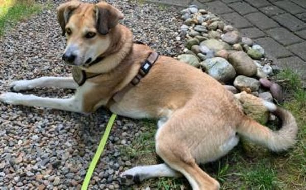 Polly sucht ihren sicheren Hafen