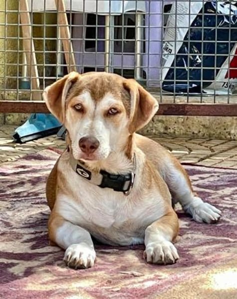 Süßer Pauli sucht seine Familie