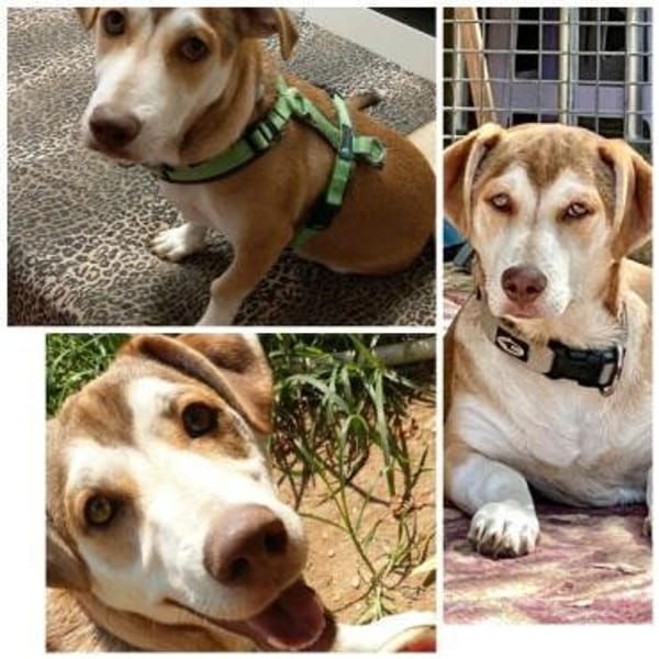 Süßer Pauli sucht seine Familie