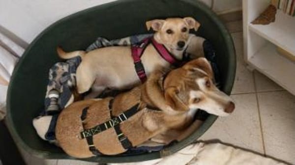 Süßer Pauli sucht seine Familie