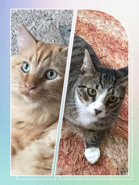 Helferlein Max und Pluto in Bonn/ALM