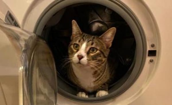 Helferlein Max und Pluto in Bonn/ALM