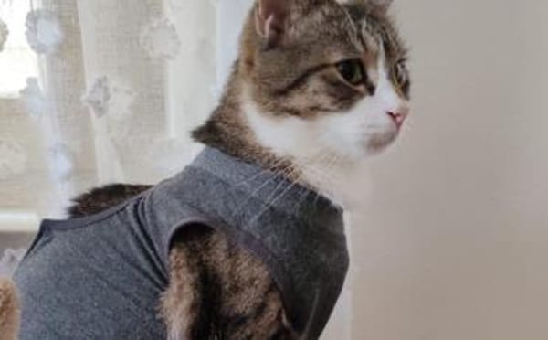 Tiberius sucht dringend ein Zuhause