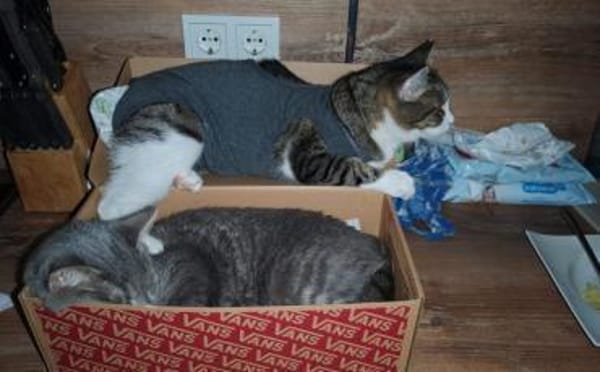 Tiberius sucht dringend ein Zuhause