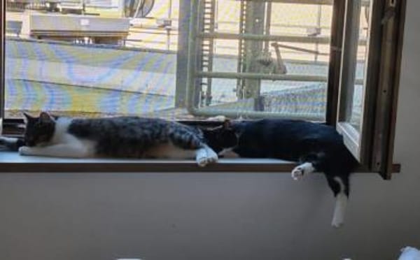 Tiberius sucht dringend ein Zuhause