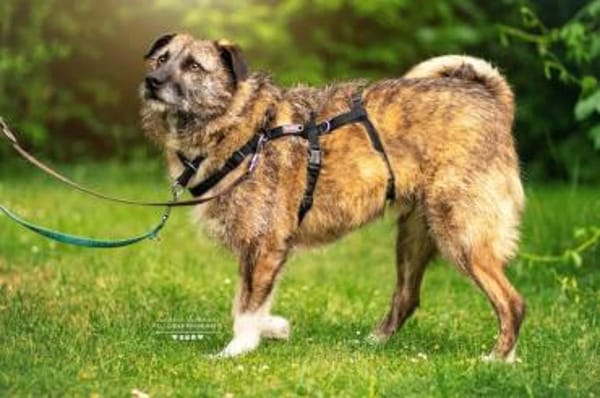 Toby - eine treue Seele