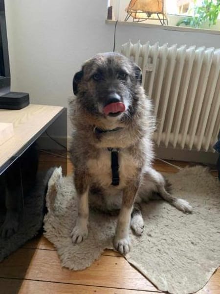 Toby - eine treue Seele