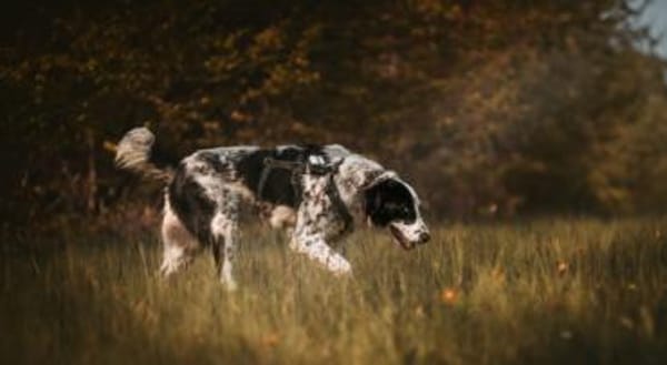 Liguria wartet in ihrer Pflegestelle