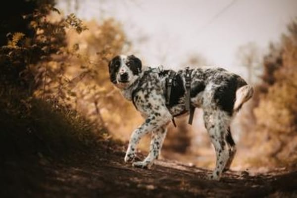 Liguria wartet in ihrer Pflegestelle