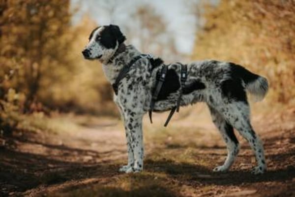 Liguria wartet in ihrer Pflegestelle