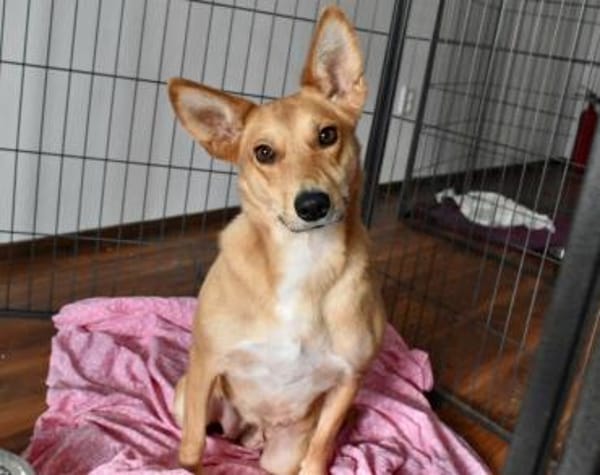 Schenkst du Speranta ein neues Leben?