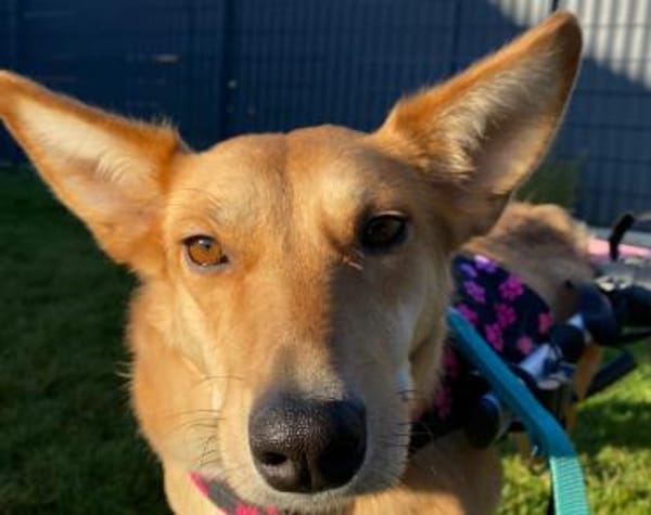 Schenkst du Speranta ein neues Leben?