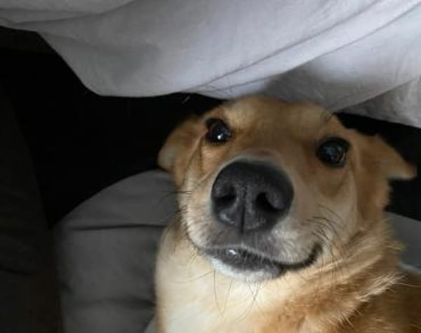 Schenkst du Speranta ein neues Leben?