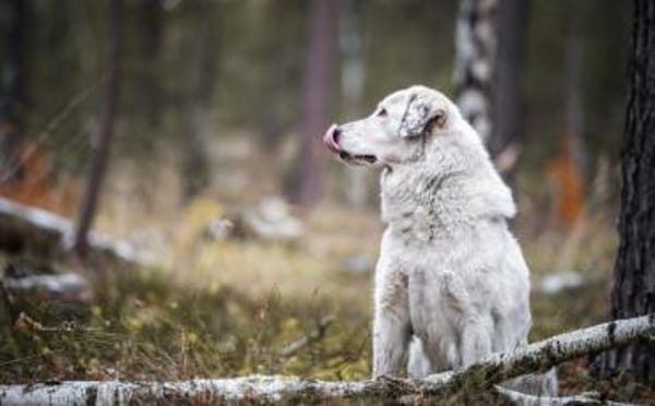Leopold steckt voller Leben