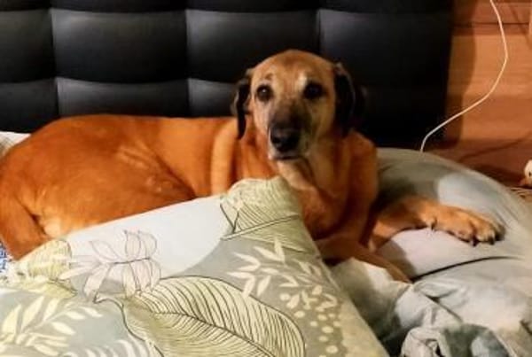 Opi Salim sucht sein Körbchen