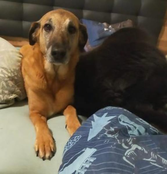 Opi Salim sucht sein Körbchen