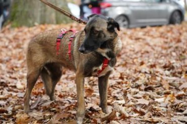 Kusama sucht ihr Zuhause