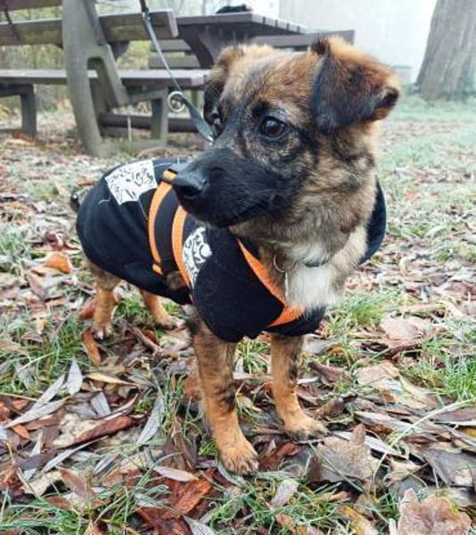 Louie  der fröhliche Sonnenschein