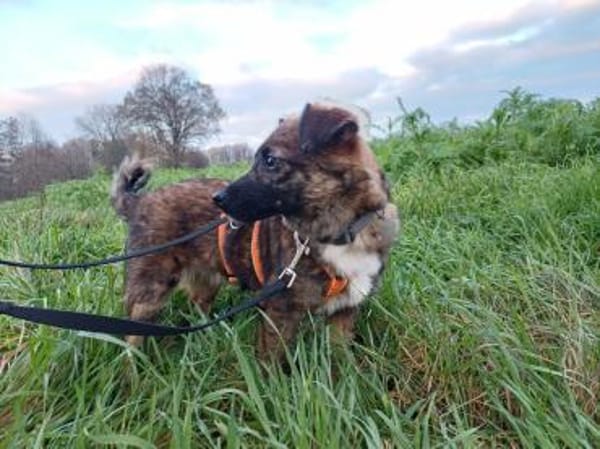 Louie  der fröhliche Sonnenschein