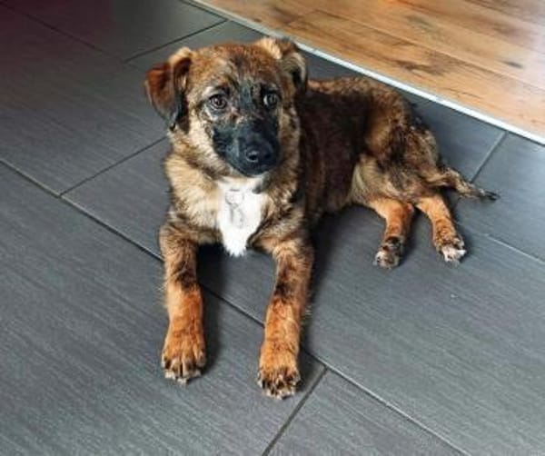 Louie  der fröhliche Sonnenschein