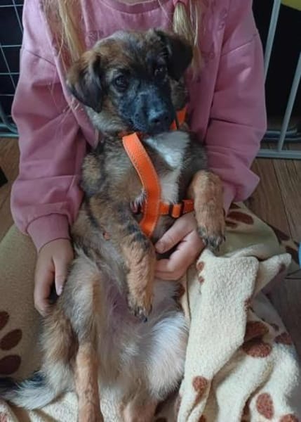 Louie  der fröhliche Sonnenschein