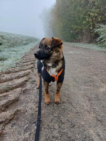 Louie  der fröhliche Sonnenschein