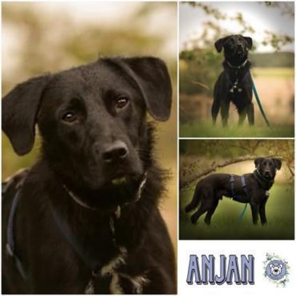 ANJAN * Labbi-Mix liebt Wasser & Wandern