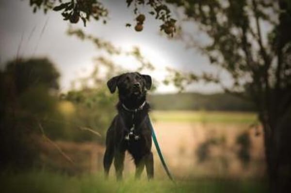 ANJAN * Labbi-Mix liebt Wasser & Wandern