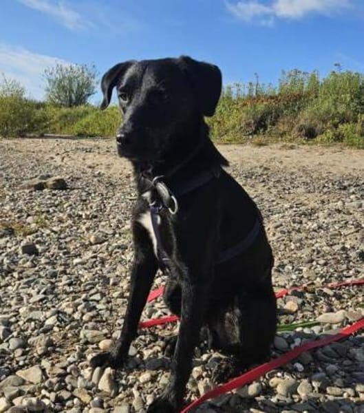 ANJAN * Labbi-Mix liebt Wasser & Wandern