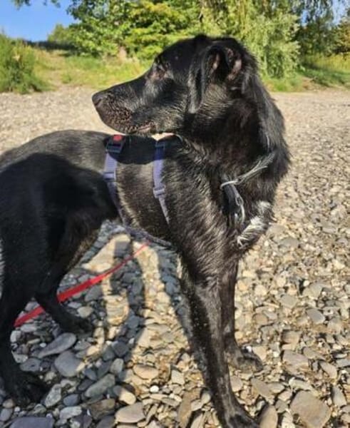 ANJAN * Labbi-Mix liebt Wasser & Wandern