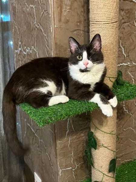 ✨Traumkater Merlin & Valentin✨