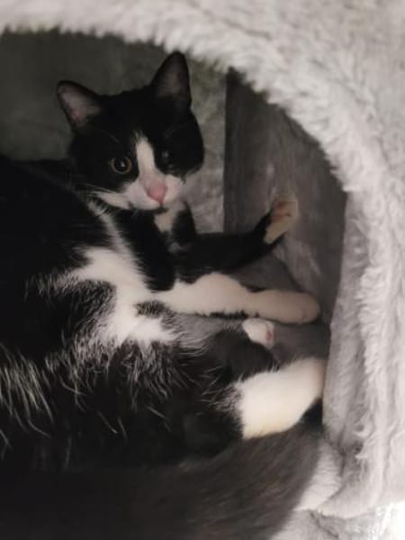 ✨Traumkater Merlin & Valentin✨