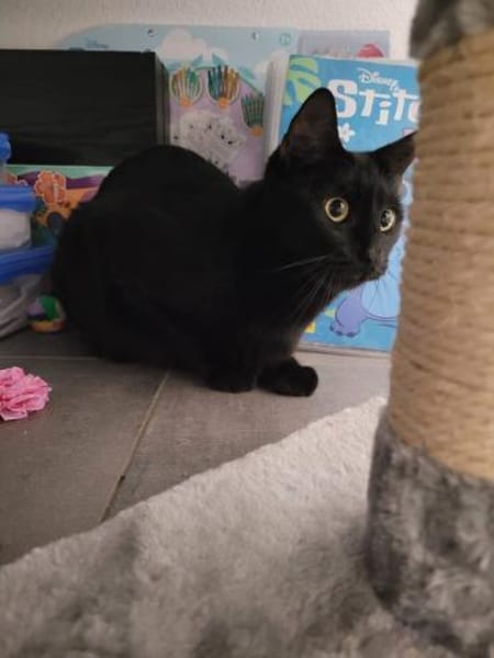 ✨Traumkater Merlin & Valentin✨