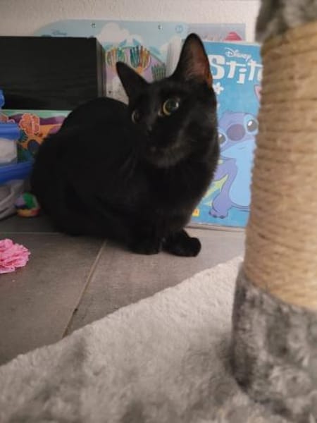 ✨Traumkater Merlin & Valentin✨