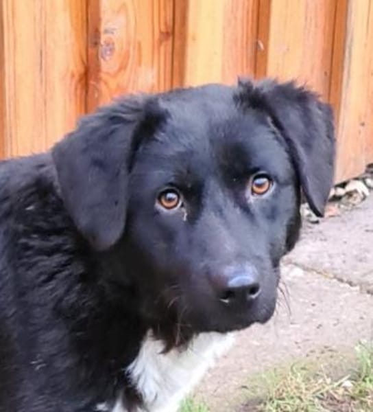 Elio  Rohdiamant  Tierschutz